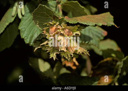 Nahaufnahme von Haselnüssen auf Baum im kommerziellen Grove bei Newberg Oregon Stockfoto