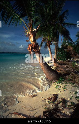 Strand und Palmen Bäume auf dem Atoll der Marshall-Inseln liegt die durch den Anstieg des Meeresspiegels bedroht ist Stockfoto