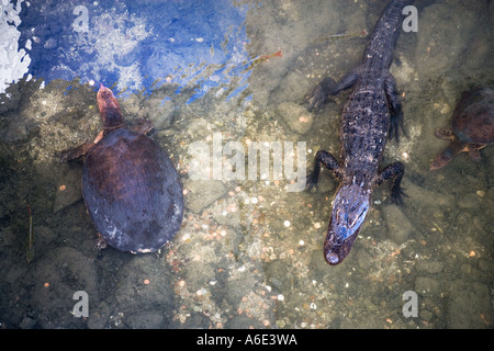 Alligator, Schildkröten und Fische in Lagune NASA Rocket Garden John F Kennedy Space Center Cape Canaveral Florida USA. JMH1199 Stockfoto