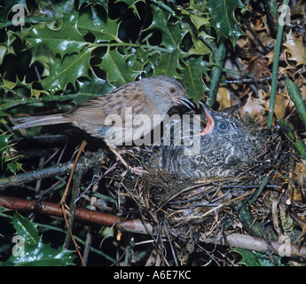 Hedge Sparrow oder Dunnock Phasianus colchicus Fütterung junger Kuckuck Cuculus canorus im Nest auf etwa zwei Wochen alt Stockfoto