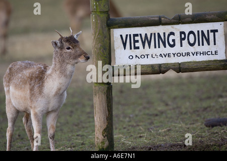 Damhirschen Cervus Dama am Aussichtspunkt Stockfoto