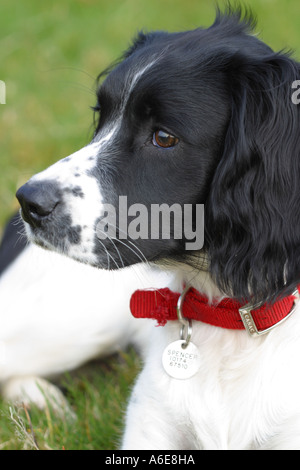 Springer Spaniel Welpen Hund 6 Monate alten schwarzen und weißen Markierungen Stockfoto