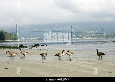 Kanadagans (Branta Canadensis) am Ufer des Stanley Park vor der Lions Gate Bridge am Burrard Inlet in Vancouver Stockfoto