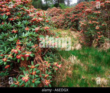 Hain der Rhododendren im Wald am National Trust for Scotland Garten Crarae Stockfoto