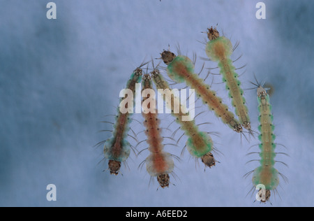 Anopheles Atroparvus Mückenlarven im Wasser von oben gesehen Stockfoto