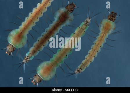 Anopheles Atroparvus Mückenlarven im Wasser von oben gesehen Stockfoto