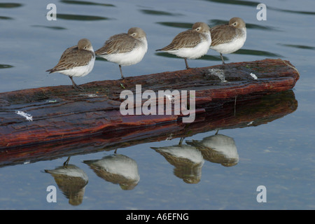 Alpenstrandläufer im Winterkleid ruht auf Treibholz in Lagune mit Reflexion Victoria British Columbia Kanada Stockfoto