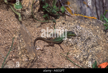 Balkan Mauereidechse. Podarcis Taurica. Griechenland. Stockfoto