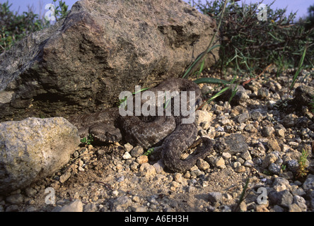 Blunt-Nosed Viper Macrovipera lebetina Milos. Kykladen. Griechenland Stockfoto