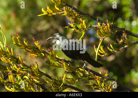 Neuseeland NativeTui isst Flachsblume Nektar Stockfoto