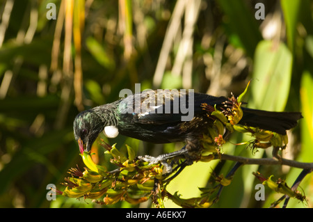 New Zealand native Tui isst Flachsblume Nektar Stockfoto