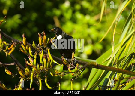 New Zealand native Tui isst Flachsblume Nektar Stockfoto