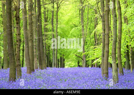 Buchenholz mit Teppich der Bluebells, Ringshall, Herts, England Stockfoto