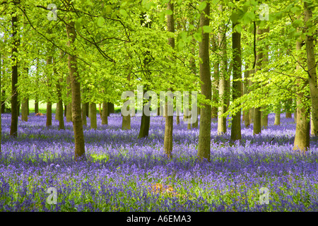 Buchenholz mit Teppich aus Glockenblumen Ringshall Herts England Stockfoto