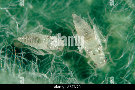 Glasshouse Leafhopper Hauptidia Maroccana Nymphen Stockfoto