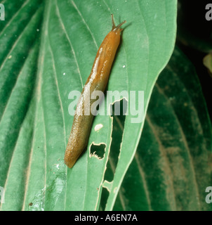 Eine Schnecke an einer beschädigten Hosta Blatt und eine Spur Schleim in seinem Kielwasser Stockfoto