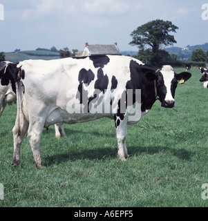 Holstein x friesische Kühe in Milch Devon-Devon Weide mit Haus im Hintergrund Stockfoto