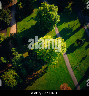 Geringe Luftaufnahme von Bäumen im Park UK Stockfoto