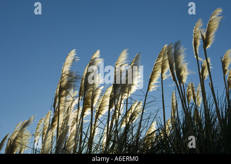 New Zealand native Toi Toi Grass - Maori nennen Toetoe Stockfoto