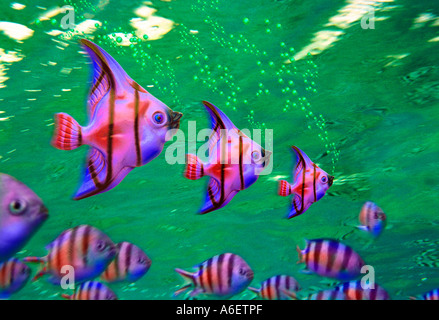 Zusammengesetztes Bild von drei Porzellan-Fisch Seifenblasen unter Wasser zusammen mit echten Fisch Stockfoto