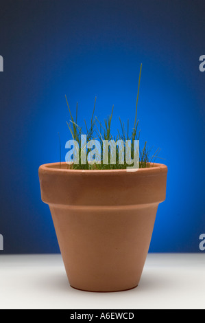 Ton-Blumentopf mit grünen Rasen wächst in einem blauen Hintergrund Stockfoto