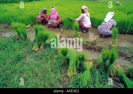 Arbeiterinnen, die Reissämlinge auf der Terai umpflanzen. Nepal Stockfoto