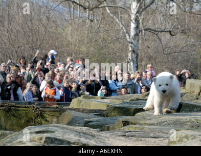 Knut der Eisbär Jungtier im Zoo Berlin Stockfoto