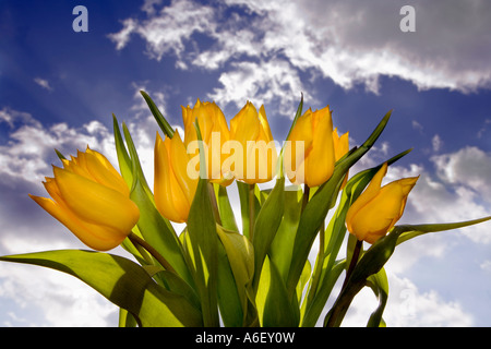 Gelbe Tulpen vor blauem Himmel mit Wolken blickte Stockfoto