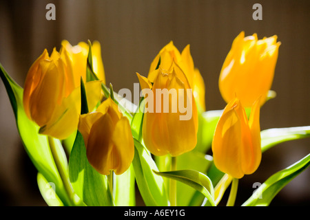 Gelbe Tulpen Stockfoto