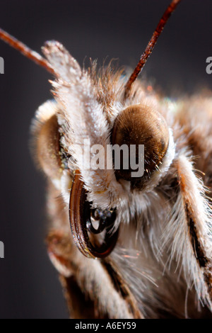 Extreme Nahaufnahme lackiertem Kopf der Dame-Schmetterling Stockfoto