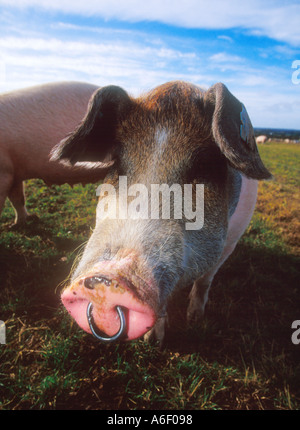 Schwein in Sonne hautnah Hampshire England Stockfoto