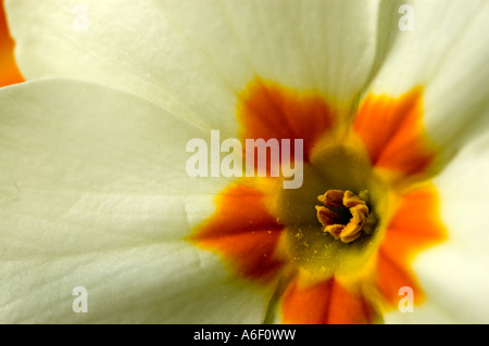 Einzelne Primel Blume Nahaufnahme Stockfoto