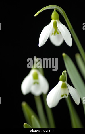 Drei Schneeglöckchen Blüten Stockfoto