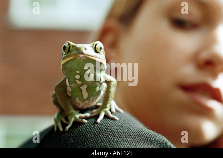 Ein Haustier Waxing Monkey Tree Frog auf seine Besitzer übernehmen Stockfoto