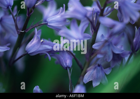 Nahaufnahme von Bluebell Blume, Frühling im Vereinigten Königreich. Stockfoto