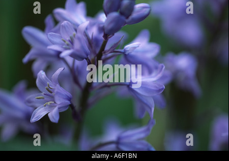 Nahaufnahme von Bluebell Blume, Frühling im Vereinigten Königreich. Stockfoto