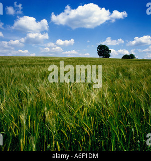 FRÜHE GERSTE ERNTE IN FELD MIT BAUM AM HORIZONT COTSWOLDS GLOUCESTERSHIRE Stockfoto