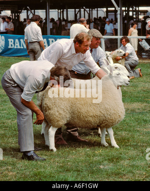 BAUERN SCHAFE AUF EINEM LANDWIRTSCHAFTLICHEN ANZEIGEN ZEIGEN DIE ROYAL WELSH SHOW BUILTH WELLS POWIS MITTE WALES UK Stockfoto