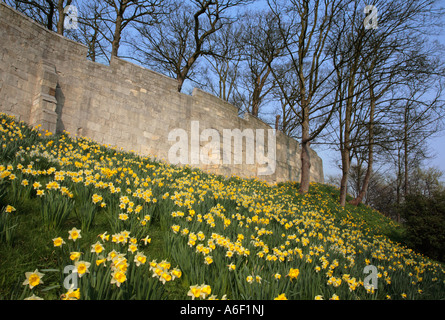 Narzissen auf dem Damm des York Stadt Wände North Yorkshire England Stockfoto