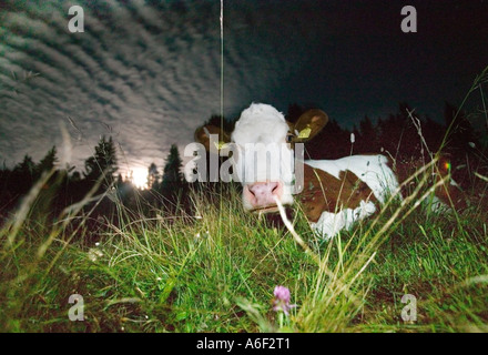 Kuh auf der Alm Stockfoto