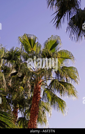 GARTENBAU. PHOENIX CANARIENSIS. KANARISCHE DATTELPALME VOR BLAUEM HIMMEL. Stockfoto