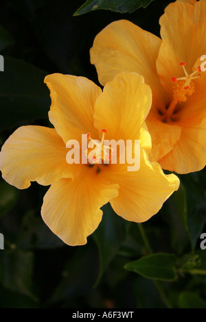 GARTENBAU. HIBISCUS ROSA SINENSIS. ROSE VON CHINA. MALVACEAE Stockfoto