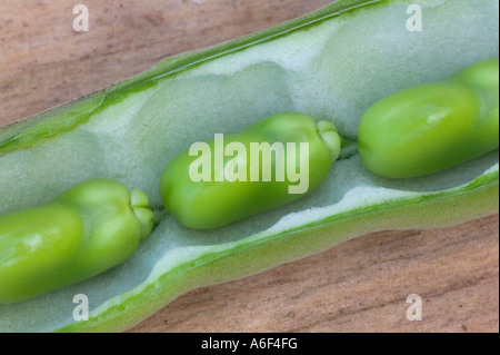 Fava Bohnen im offenen Pod, California Stockfoto