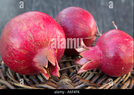 Bunte Reife Granatäpfel in Zweig Korb, California Stockfoto