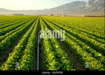 Bio Kopfsalat 'Green Romaine' im Feld wächst, Kalifornien Stockfoto