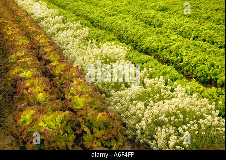 Bio Salat "Romaine" im Feld wachsen, Alyssum für Blattläuse Kontrolle, California gepflanzt Stockfoto