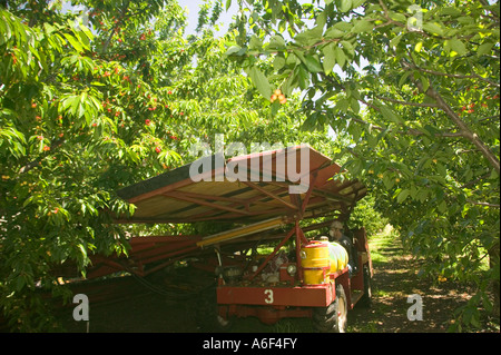 Gerät schütteln Ernte Kirschen, California Stockfoto
