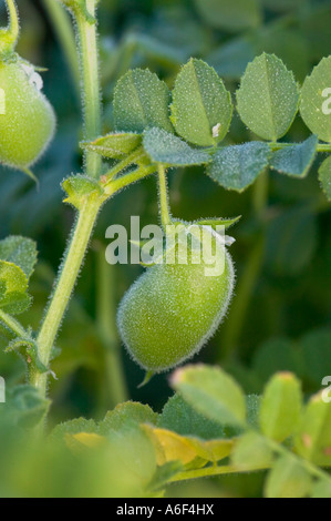 Garbanzo Bohnen wachsen auf Reben, California Stockfoto