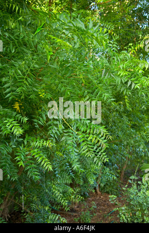 Äste mit Laub der neem Baum, Florida Stockfoto