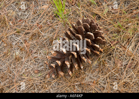 Kegel des 'Longleaf' Kegel, Florida Stockfoto